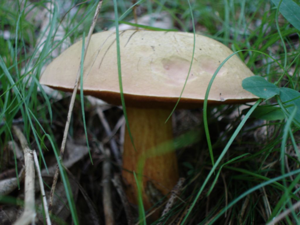 Arrivano i Boletus 09-07-2006